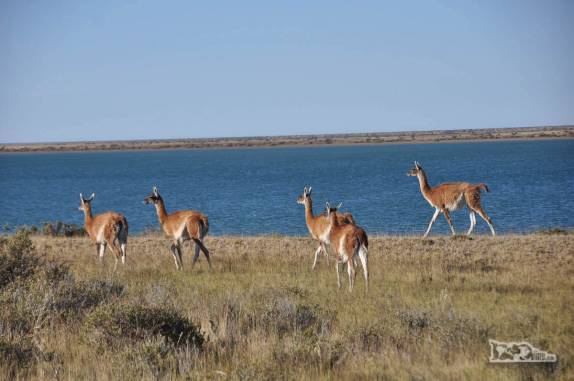 Encontro com guanacos, camelídeos muito comuns na Península Valdés, no litoral da  patagônia argentina